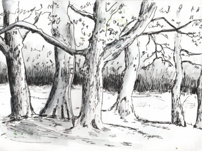 Spring drawing of Trees by Sophie Peanut